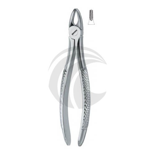 Incisors and bicuspids 37