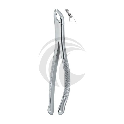 Bicuspids and Incisors, Roots 150AS