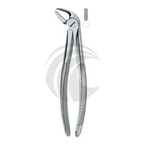 Lower Incisors and Canines 4 