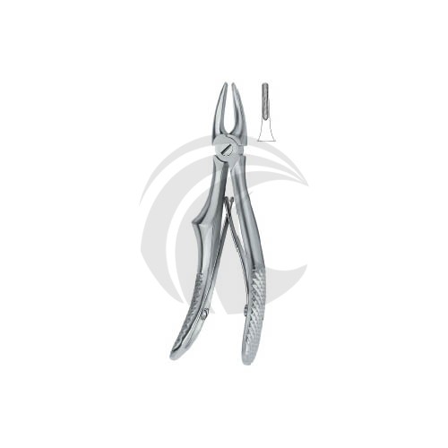 Incisors and cuspids 137