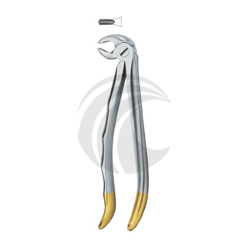 Incisors and cuspids 13