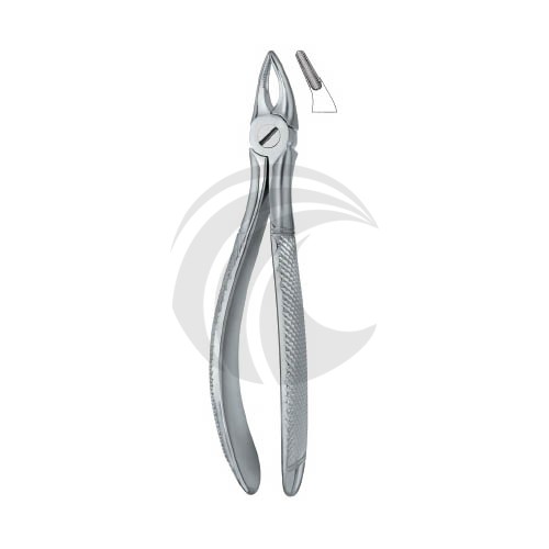 Incisors and Roots 30S