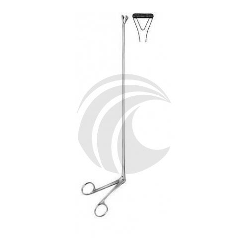 Intestines & Stomach